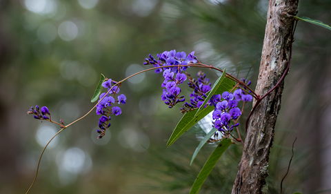 Mann River Nature Reserve - Accommodation Port Macquarie 0