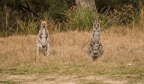 Mann River Nature Reserve - Accommodation Port Macquarie 1