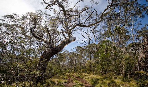 Barrington Trail - Accommodation Port Macquarie 1