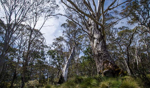 Barrington Trail - Accommodation Port Macquarie 3