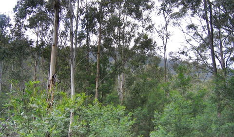 Bangadilly National Park - Accommodation Port Macquarie 1