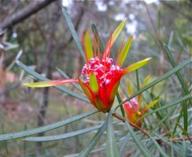 Glenbrook Native Plant Reserve And Nursery - Accommodation Port Macquarie 0
