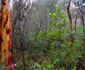 Glenbrook Native Plant Reserve And Nursery - Accommodation Port Macquarie 2