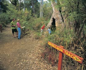 Bibbulmun Track - Accommodation Port Macquarie 3