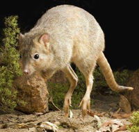 Kanyana Wildlife Rehabilitation Centre - Accommodation Port Macquarie
