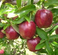 Top 40 Orchard - Accommodation Port Macquarie