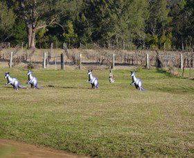 Wollombi Wines - Accommodation Port Macquarie 5