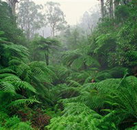 Tarra Bulga National Park - Accommodation Port Macquarie