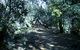 Cave Creek Walking Track - thumb 3