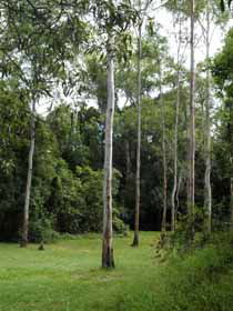 Pioneer Country Park - Accommodation Port Macquarie 1