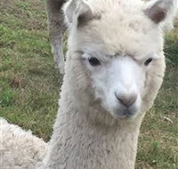 Storybook Alpacas - Accommodation Port Macquarie