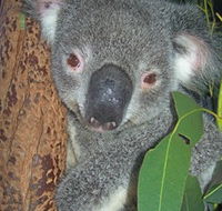 Hunter Valley Zoo