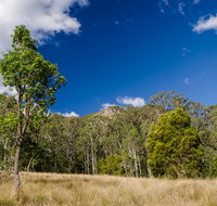 Brush Turkey track - Accommodation Port Macquarie