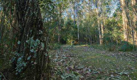 Brush Turkey Track - Accommodation Port Macquarie 3