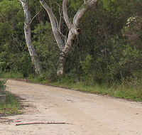 Riverview walking track - Accommodation Port Macquarie