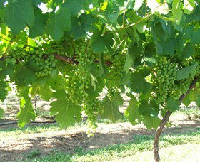 Razorback Ridge Wines - Accommodation Port Macquarie 2