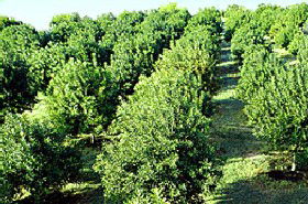MacNuts WA Shop And Factory - Accommodation Port Macquarie 1