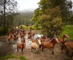 Glenworth Valley Horse Riding - Accommodation Port Macquarie 0