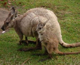 Forest Of Tranquillity - Australian Rainforest Sanctuary - Accommodation Port Macquarie 1