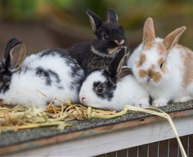 Amazement Farm And Fun Park / Cafe And Farmstay Accommodation - Accommodation Port Macquarie 2