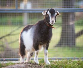 Amazement Farm And Fun Park / Cafe And Farmstay Accommodation - Accommodation Port Macquarie 3