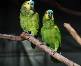 Amazement Farm And Fun Park / Cafe And Farmstay Accommodation - Accommodation Port Macquarie 7