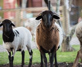 Amazement Farm And Fun Park / Cafe And Farmstay Accommodation - Accommodation Port Macquarie 4