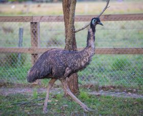Amazement Farm And Fun Park / Cafe And Farmstay Accommodation - Accommodation Port Macquarie 6