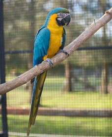 Amazement Farm And Fun Park / Cafe And Farmstay Accommodation - Accommodation Port Macquarie 8