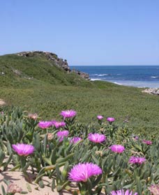 Penguin Island Boardwalks And Walk Trail - Accommodation Port Macquarie 3