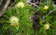 Illawarra Lookout Walking Track - thumb 0