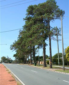 Anzac Memorial Avenue, Redcliffe - Accommodation Port Macquarie 1
