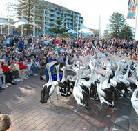 Pelican Feeding - Accommodation Port Macquarie