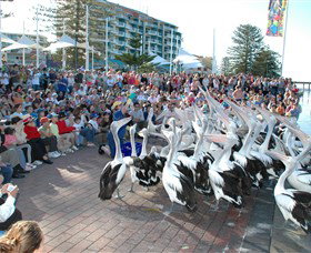 Pelican Feeding - Accommodation Port Macquarie 0