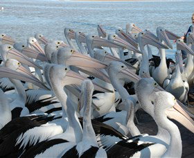 Pelican Feeding - Accommodation Port Macquarie 2