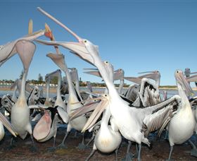 Pelican Feeding - Accommodation Port Macquarie 3