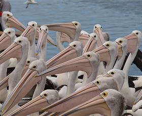Pelican Feeding - Accommodation Port Macquarie 4