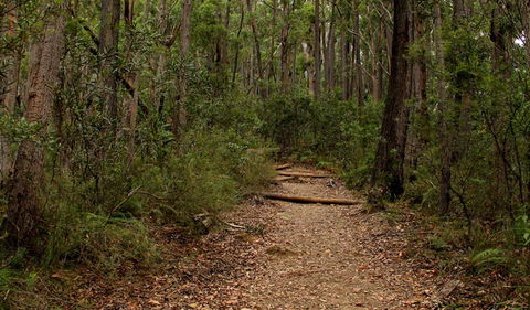 Pigeon House Mountain Didthul Walking Track - Accommodation Port Macquarie 0