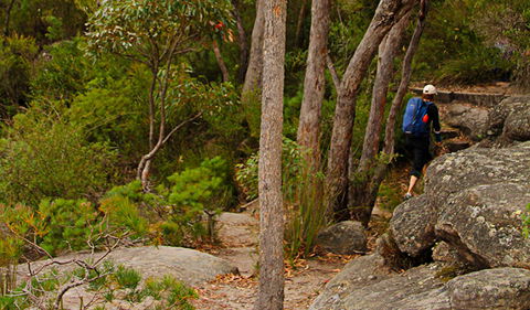 Pigeon House Mountain Didthul Walking Track - Accommodation Port Macquarie 3