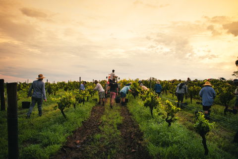 Tyrrells Vineyards - Accommodation Port Macquarie 1