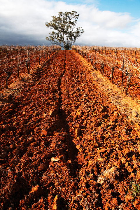 Tyrrells Vineyards - Accommodation Port Macquarie 3