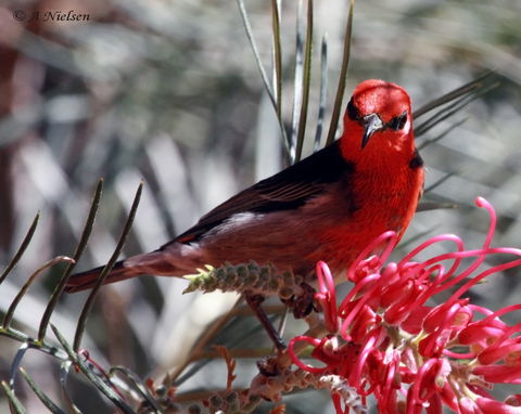 Cooloola Nature - Accommodation Port Macquarie 9