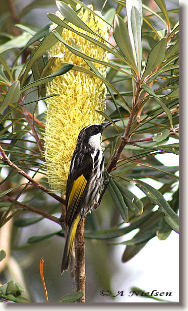 Cooloola Nature - Accommodation Port Macquarie 11