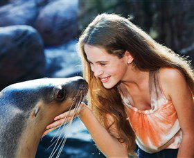 Sea Life Sunshine Coast - Accommodation Port Macquarie 1