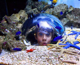 Sea Life Sunshine Coast - Accommodation Port Macquarie 0