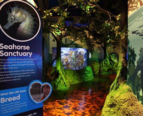 Sea Life Sunshine Coast - Accommodation Port Macquarie 3