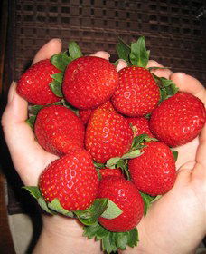 The Strawberry Farm - Accommodation Port Macquarie 0