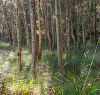Anabranch loop track - Accommodation Port Macquarie
