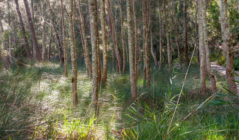 Anabranch Loop Track - Accommodation Port Macquarie 0