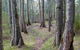 Anabranch Loop Track - thumb 1